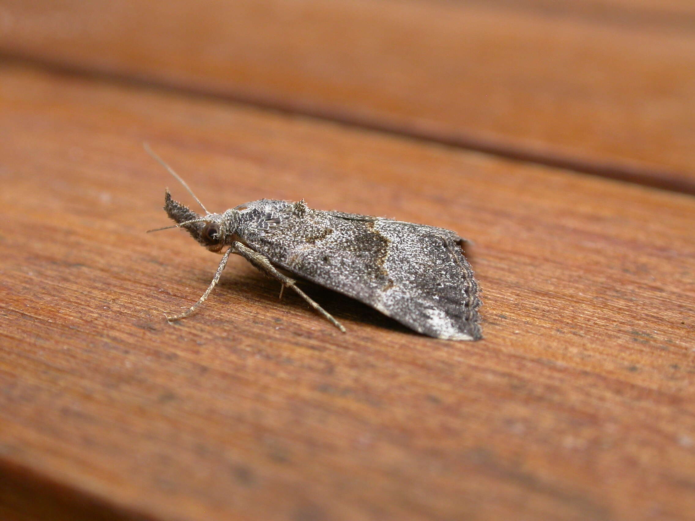 Image of Moth