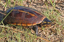 Image of mud turtles