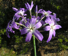 Image of Leucocoryne violacescens Phil.