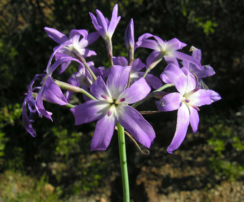 Imagem de Leucocoryne violacescens Phil.