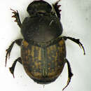 Image of Onthophagus (Palaeonthophagus) similis (Scriba 1790)