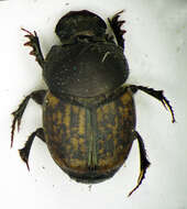 Слика од Onthophagus (Palaeonthophagus) similis (Scriba 1790)