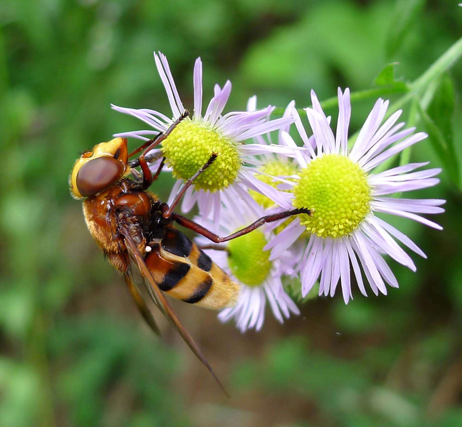 Image of Volucella