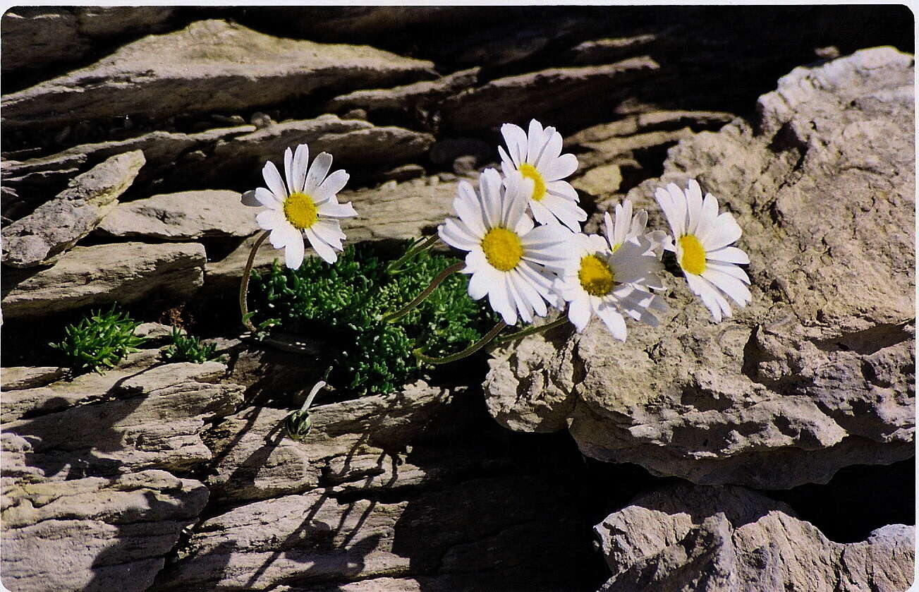 Слика од Leucanthemopsis alpina (L.) Heywood