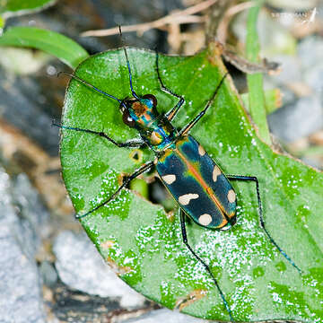 Image of Cicindela (Cosmodela) batesi Fleutiaux 1894