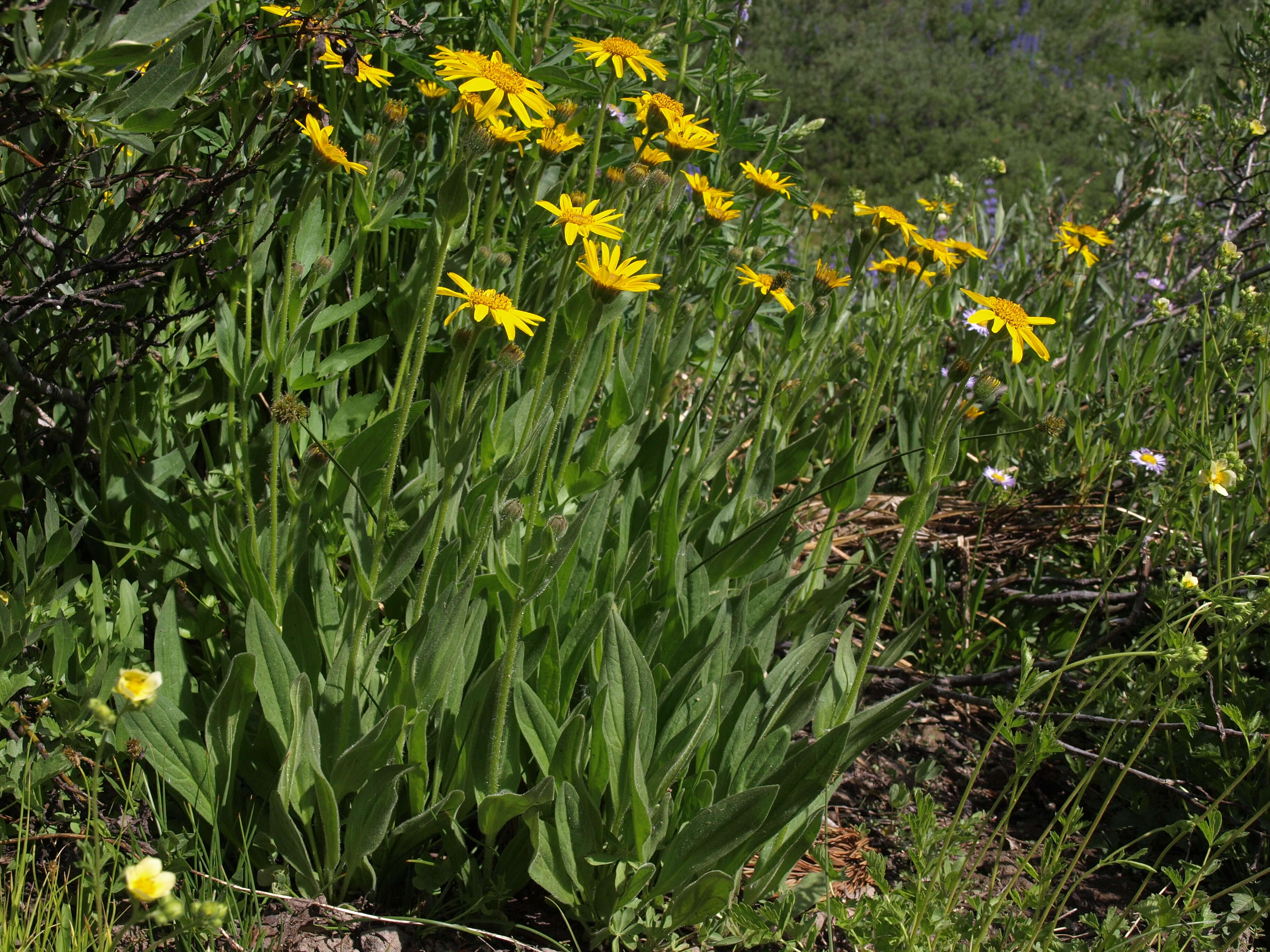 Image de Arnica mollis Hook.