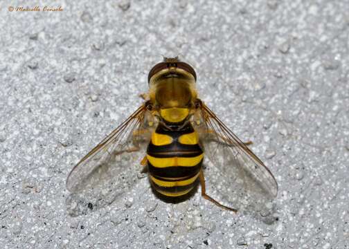 Image of Syrphus