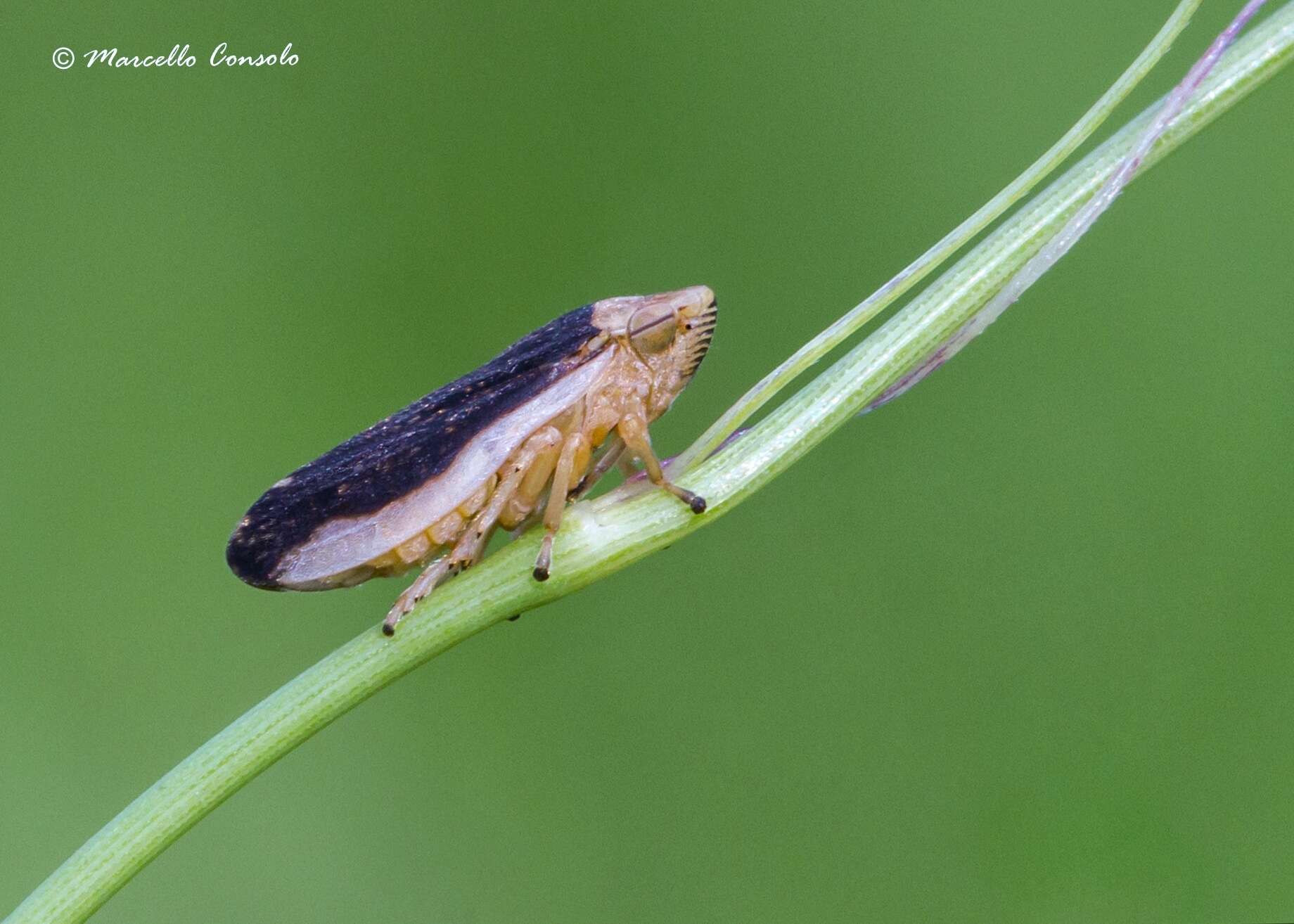 Image of spittlebugs