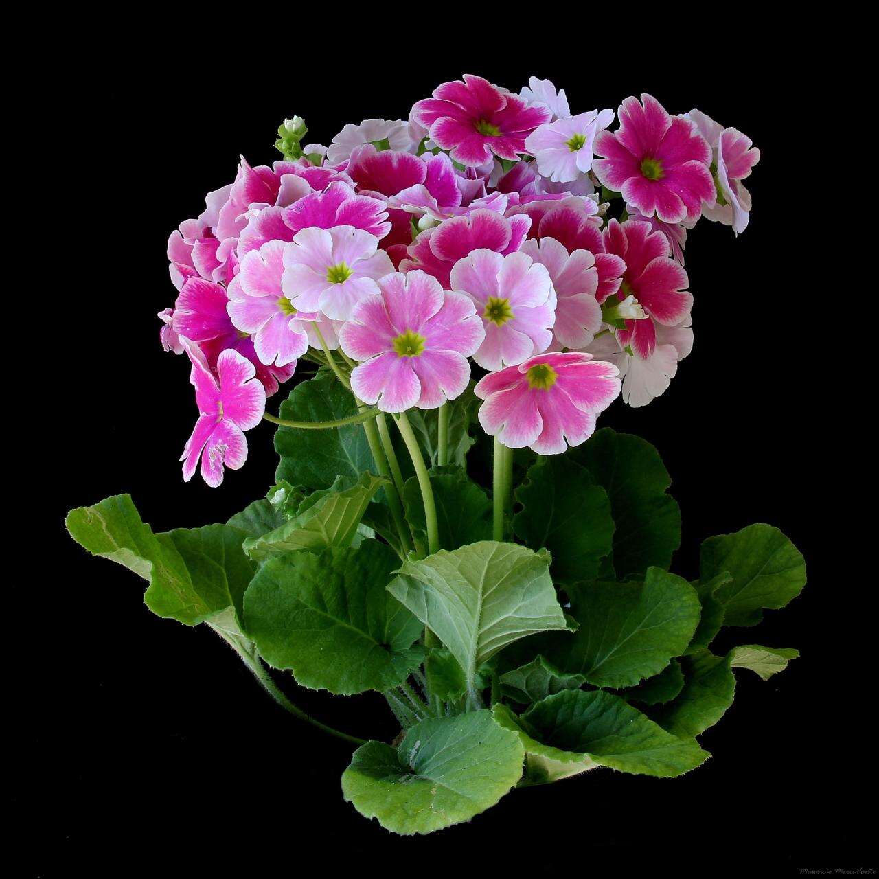 Image of Primula obconica Hance