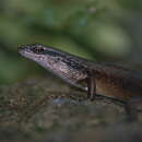 Image of Closed-litter Rainbow-skink