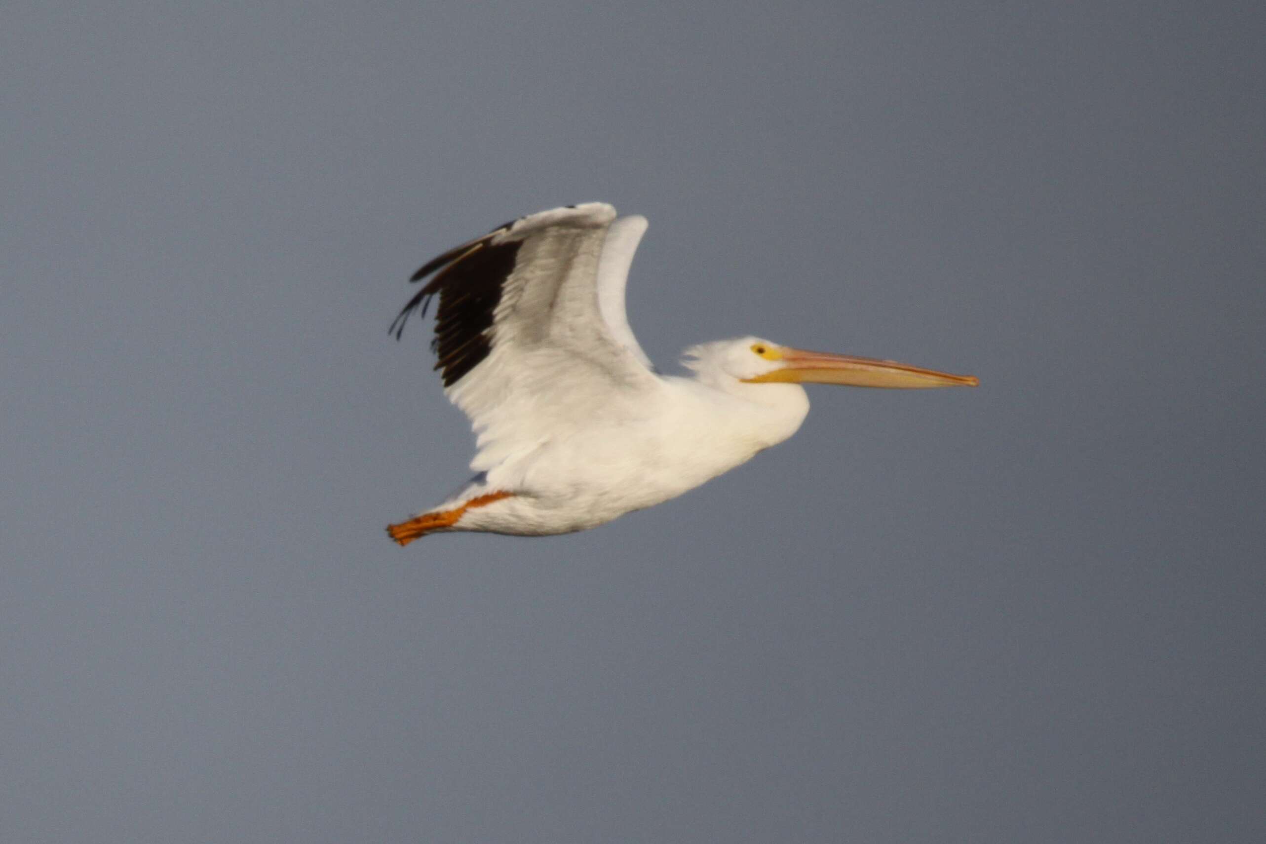 Image of pelicans