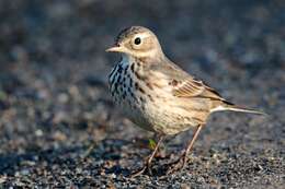 Слика од Anthus rubescens (Tunstall 1771)