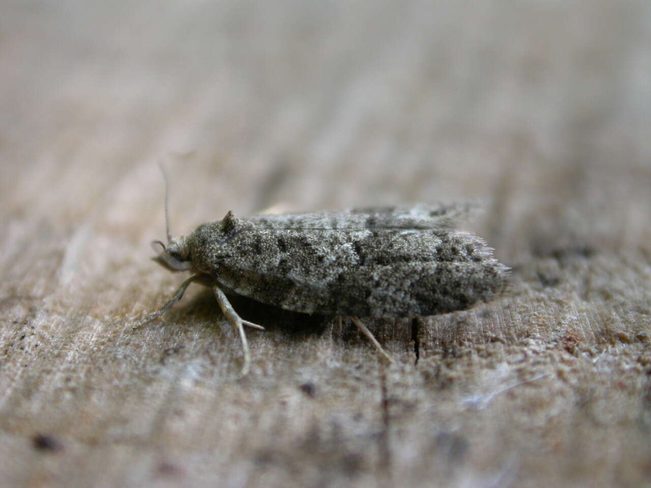 Слика од Cnephasia stephensiana Doubleday 1849