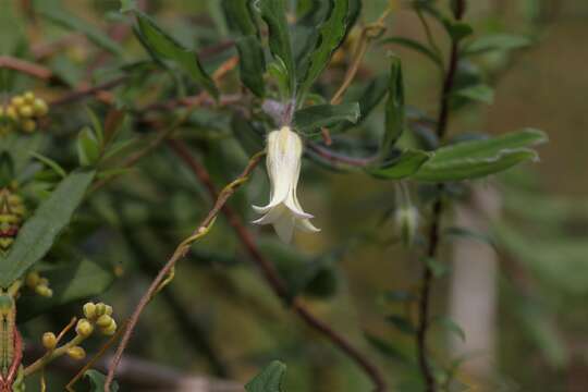 Imagem de Billardiera scandens Sm.