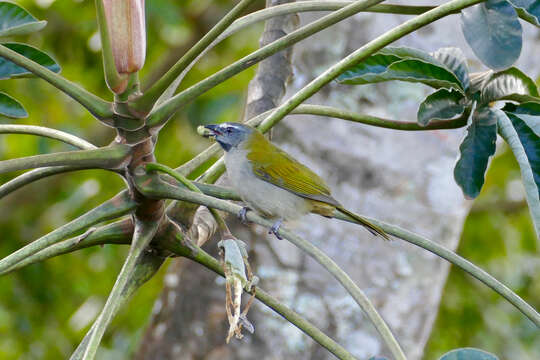 Image of Buff-throated Saltator