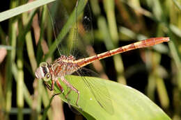 Imagem de Arigomphus pallidus (Rambur 1842)