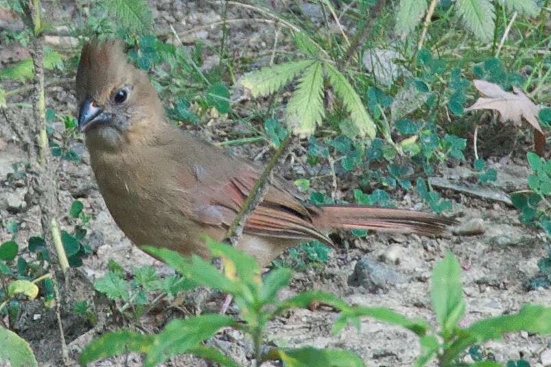 Image of Cardinalis Bonaparte 1838