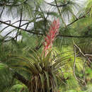 Sivun Pinus maximinoi H. E. Moore kuva