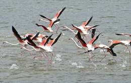 Imagem de Phoenicopterus Linnaeus 1758