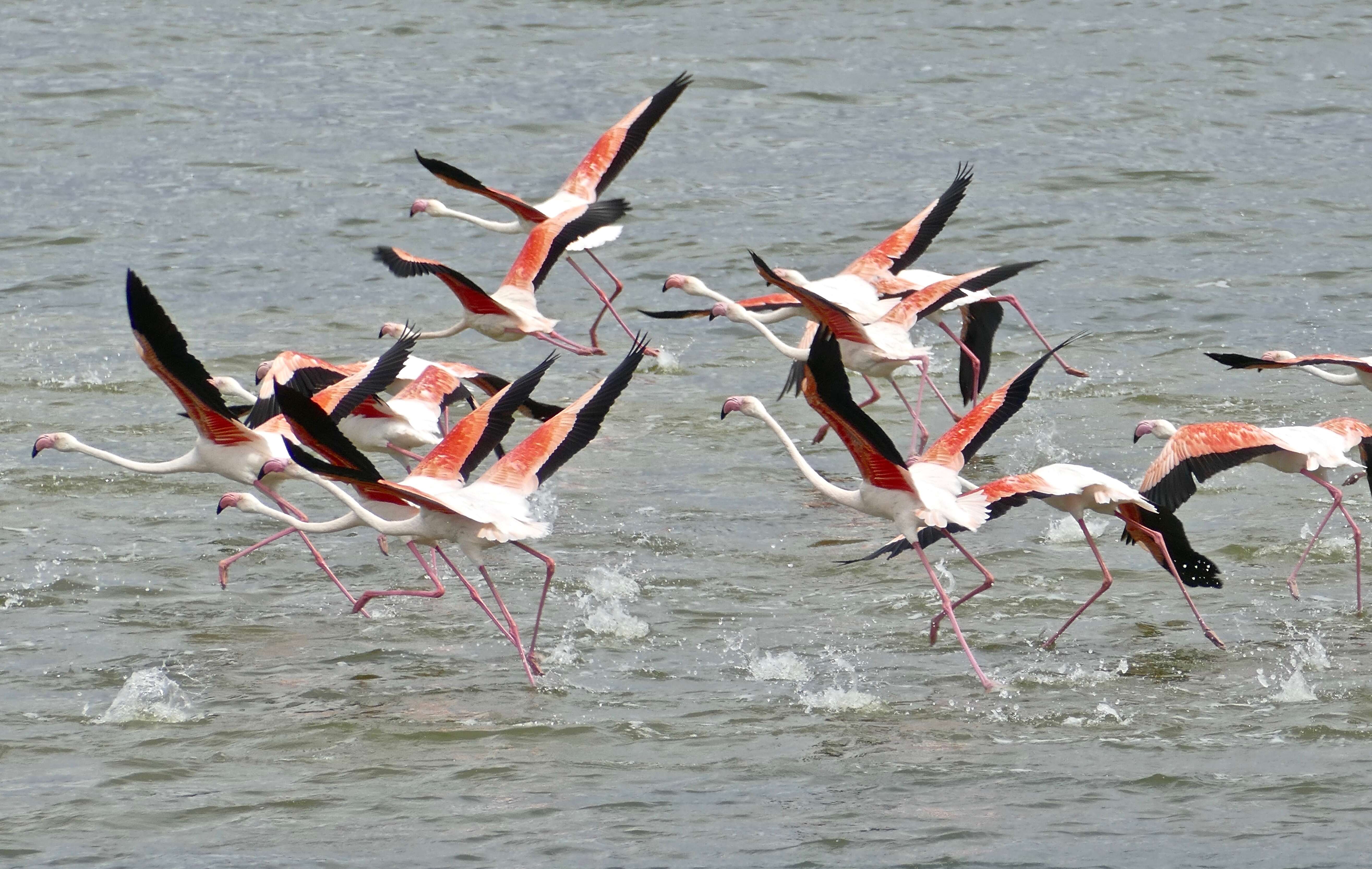 Imagem de Phoenicopterus Linnaeus 1758