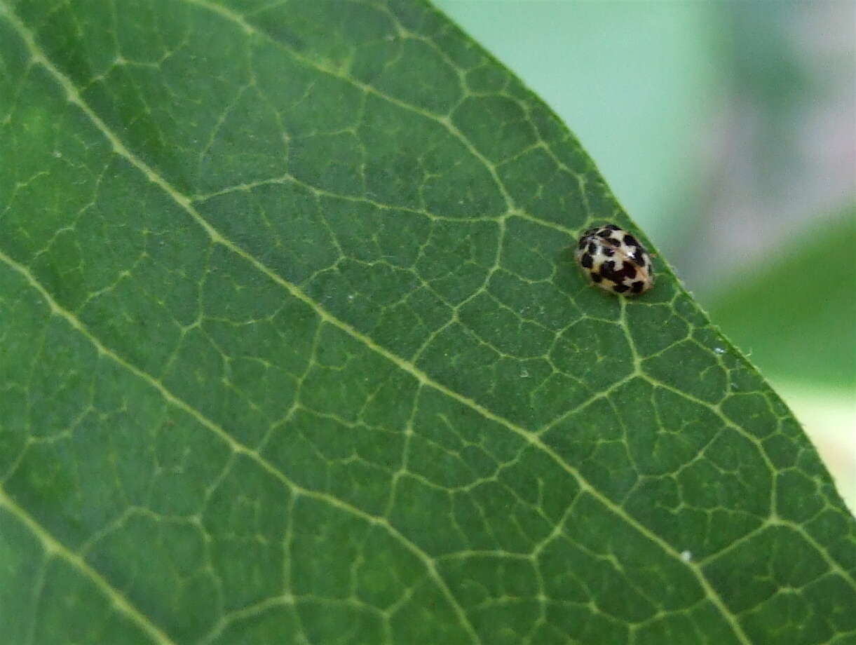 Image of Fungus-eating Lady Beetles