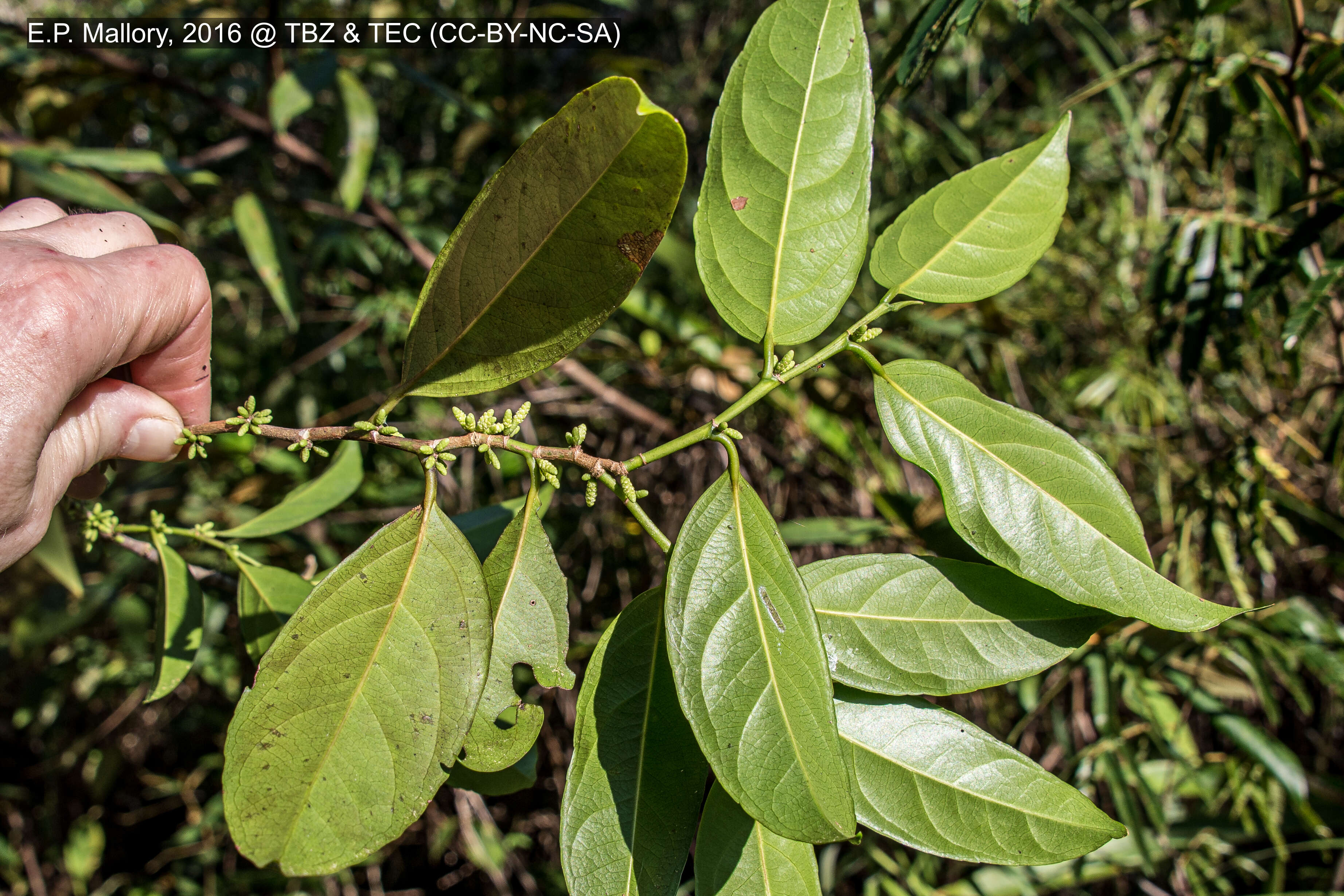 Image of Lacistema aggregatum (Berg.) Rusby