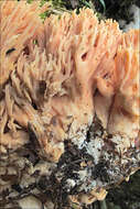 Слика од Ramaria neoformosa R. H. Petersen 1976