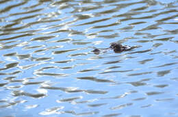 Image of Common Caiman