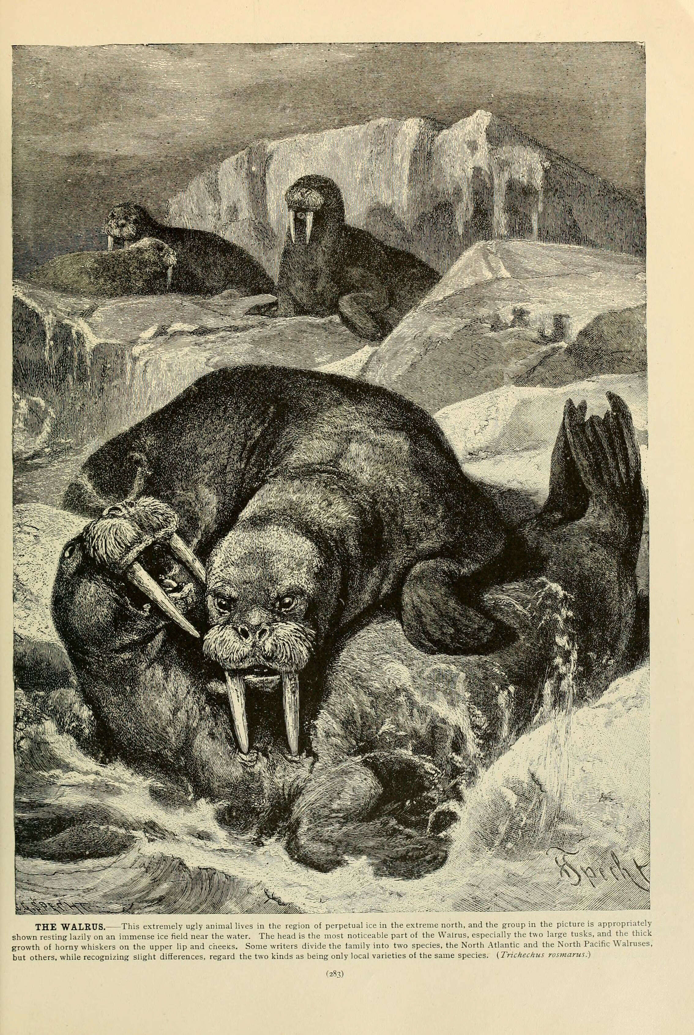 Image of walruses