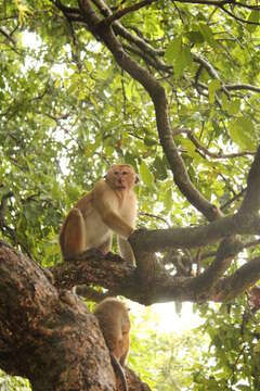 Image of macaques
