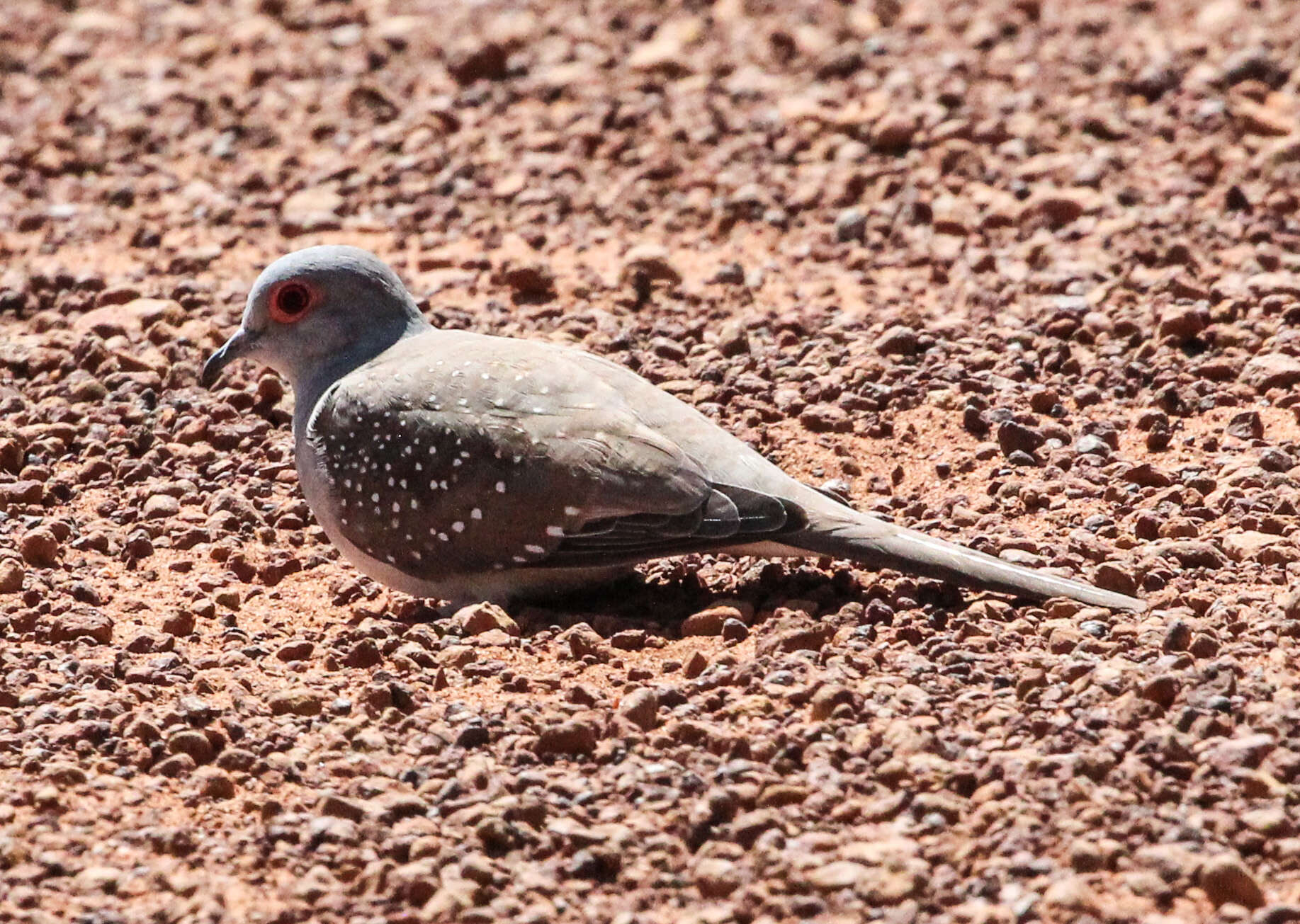 Image of Diamond Dove