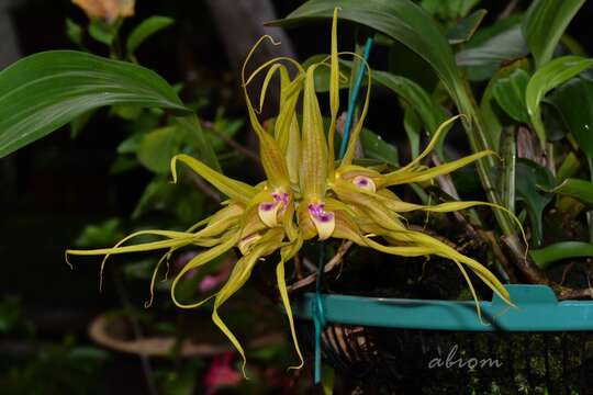 صورة Bulbophyllum virescens J. J. Sm.