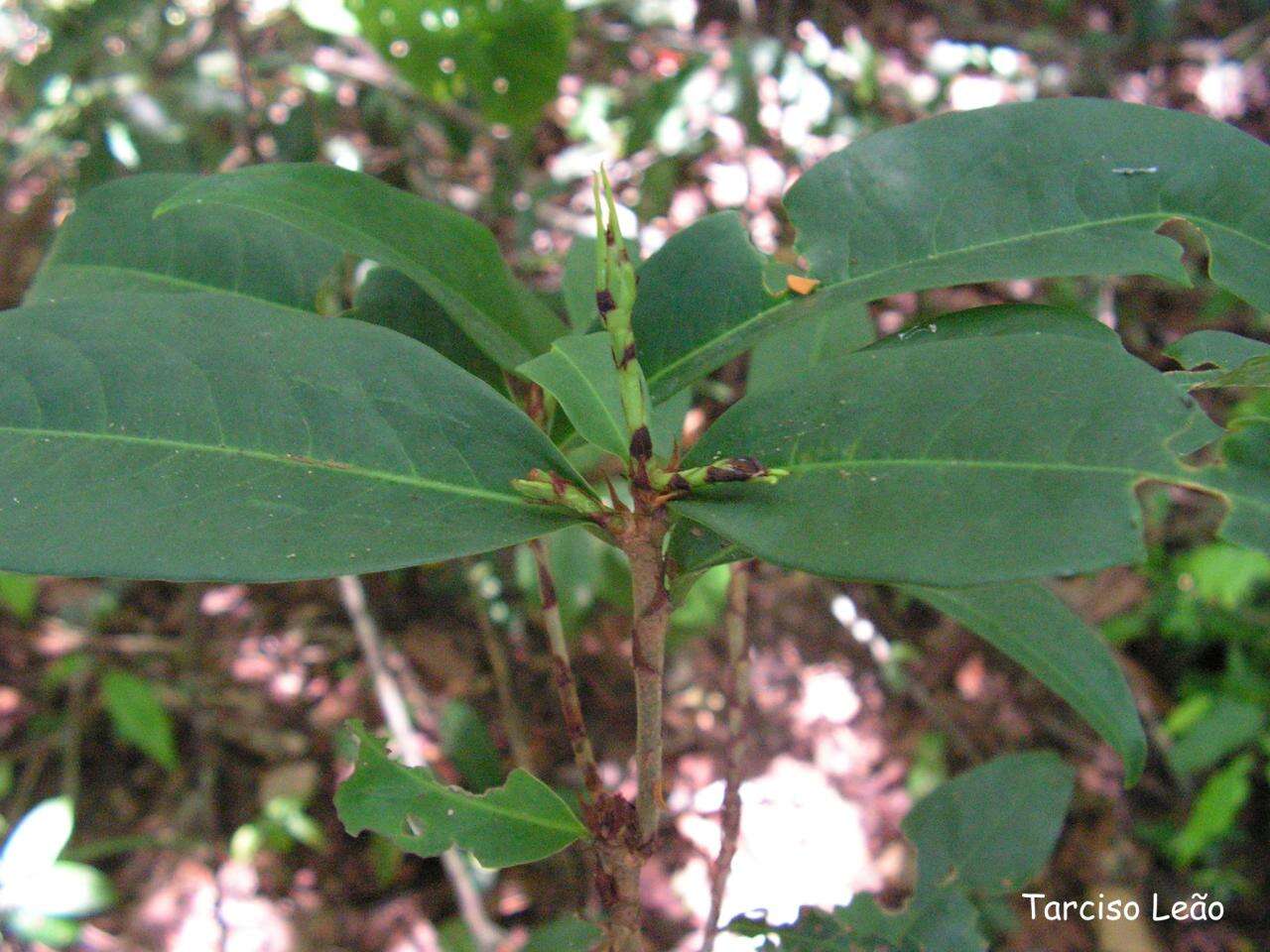 Image of Erythroxylum mucronatum Benth.