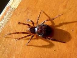 Image of Steatoda