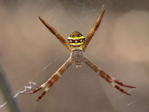 Imagem de Argiope