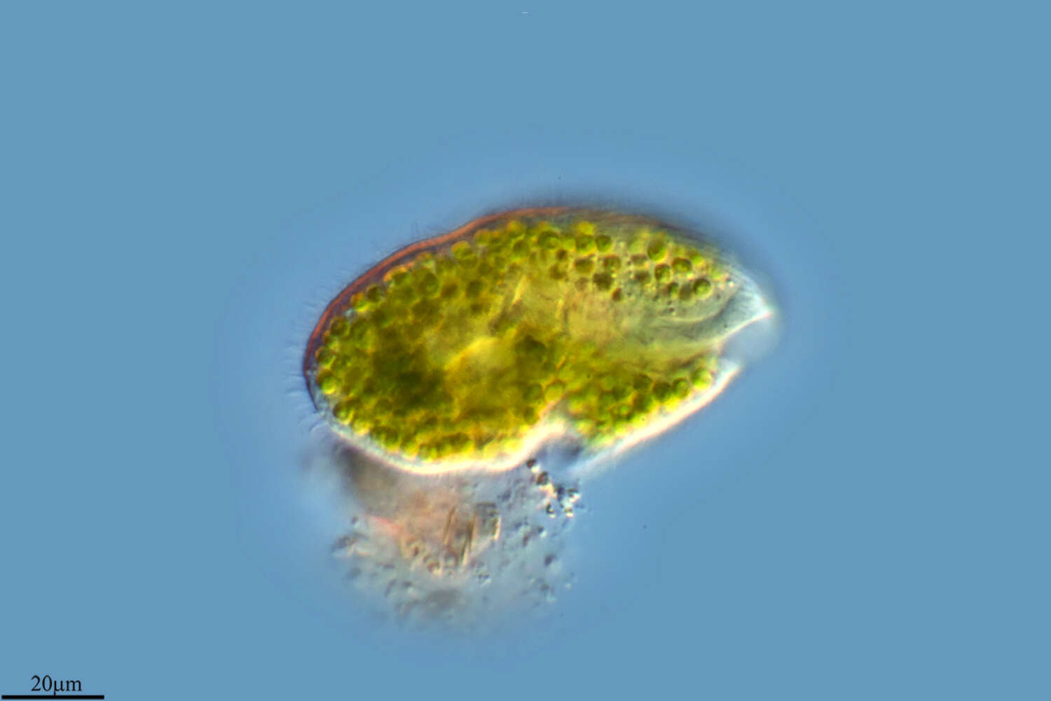 Image de Protozoa