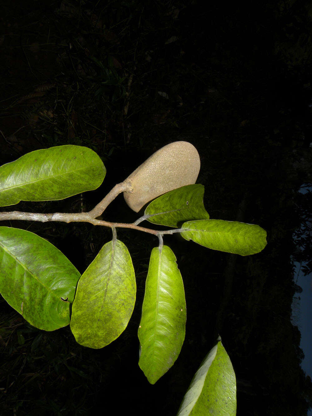 Image of Aspidosperma