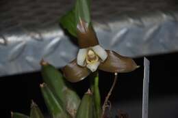 Image of lycaste