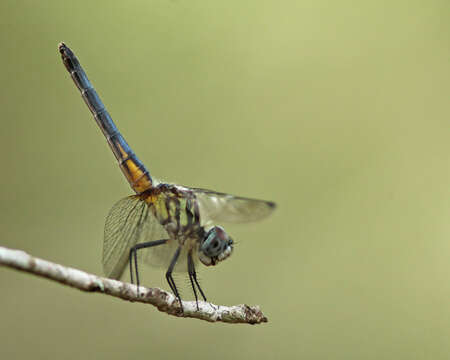 Image of Blue Dasher