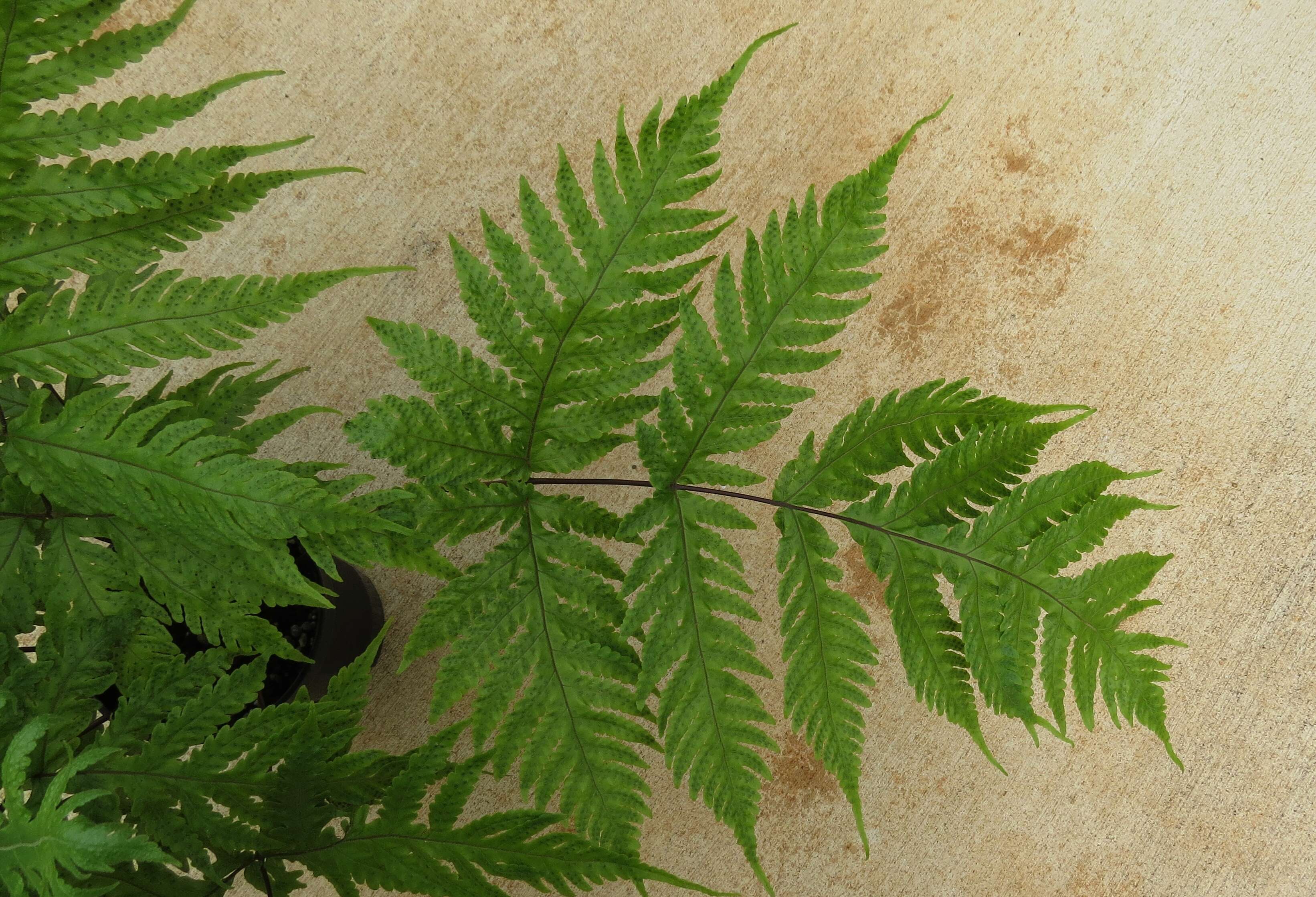 Image of Gaudichaud's halberd fern