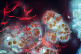 Image of Cyanophycota