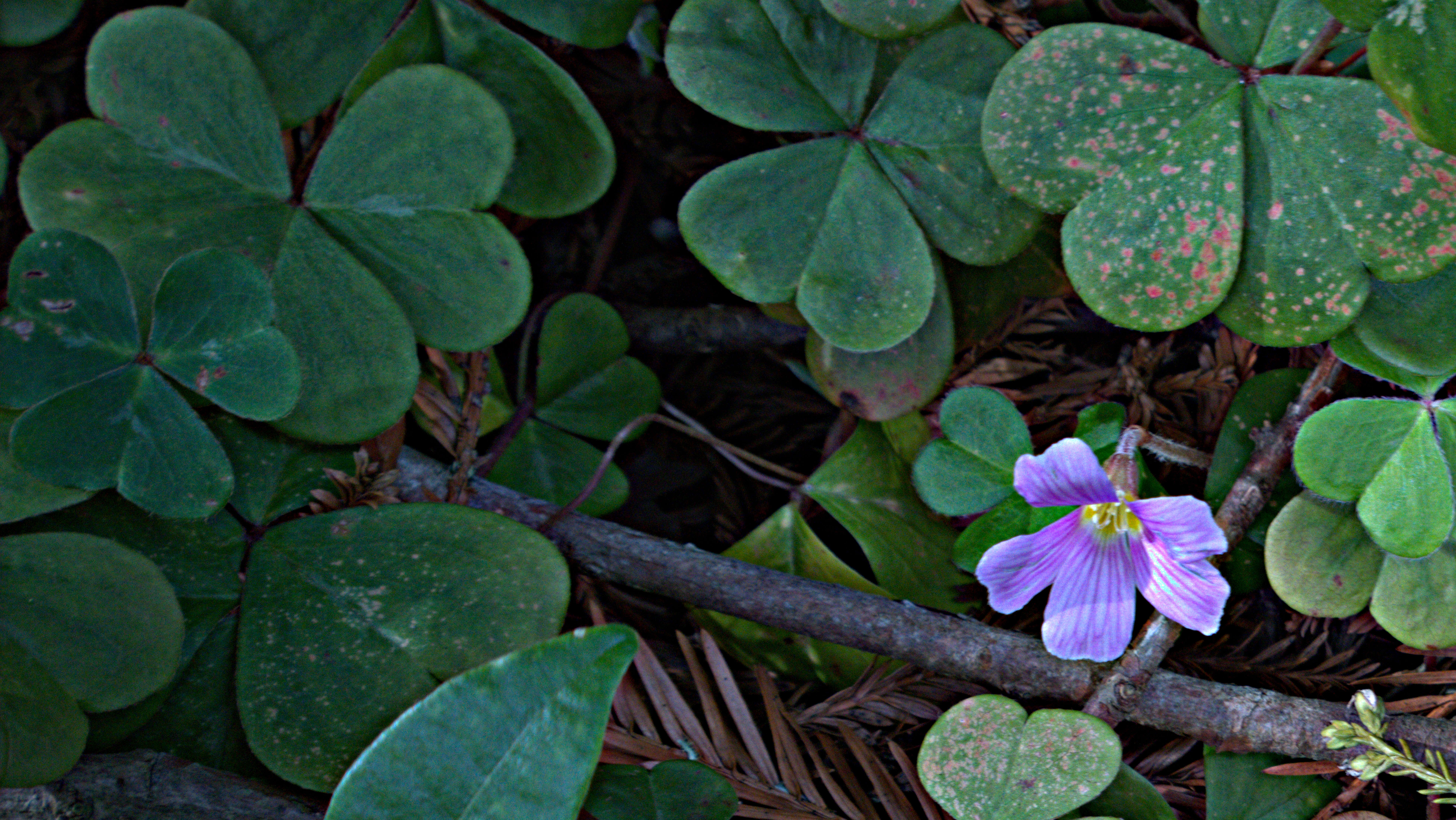 Image of redwood-sorrel