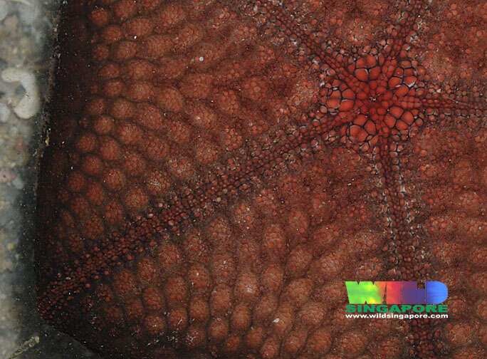 Image of Cushion star