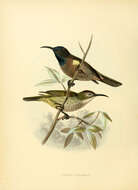 Image of Blue-throated Brown Sunbird