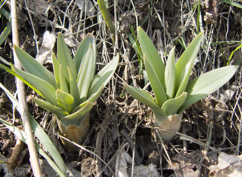 Image of Eremurus fuscus (O. Fedtsch.) Vved.