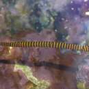 Image of Yellow banded pipefish
