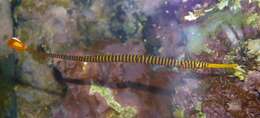 Image of Yellow banded pipefish