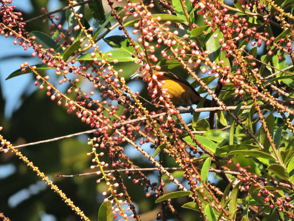 Image of Sarcopera sessiliflora (Triana & Planch.) H. G. Bedell