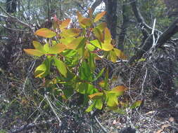 Image of Persoonia levis (Cav.) Domin