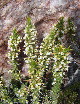 Image of Nassauvia ulicina (Hook. fil.) Macl.